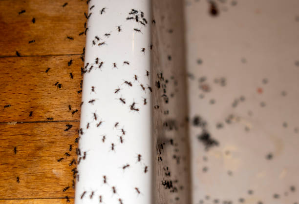 Best Insect Control  in Sunnyside, CA
