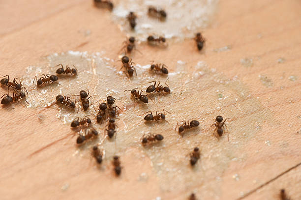 Best Mosquito Control Services  in Sunnyside, CA